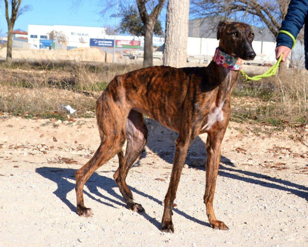 Photo de MARA, un lévrier en attente d adoption