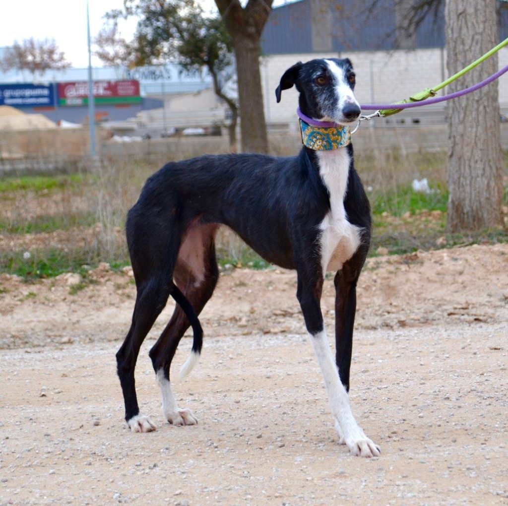 Photo de MARIA, un lévrier en attente d adoption