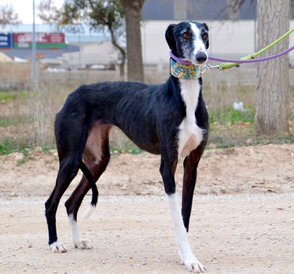 Photo de MARIA, un lévrier en attente d adoption