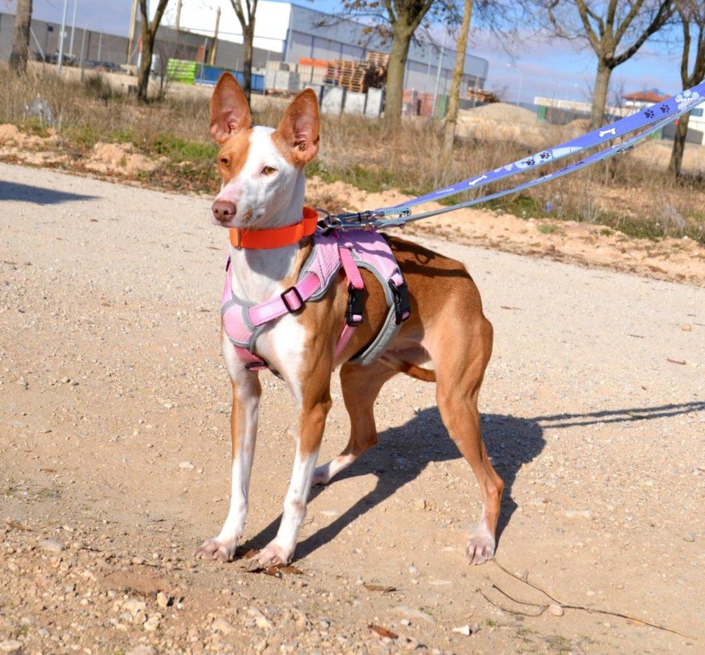 Photo de MIMI, un lévrier en attente d adoption