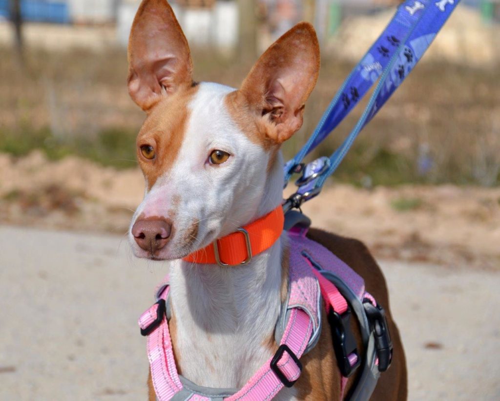 Photo de MIMI, un lévrier en attente d adoption