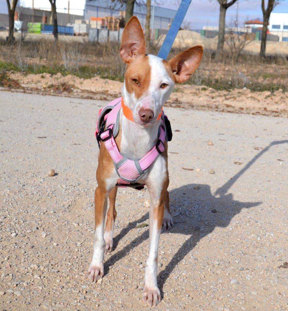 Photo de MIMI, un lévrier en attente d adoption