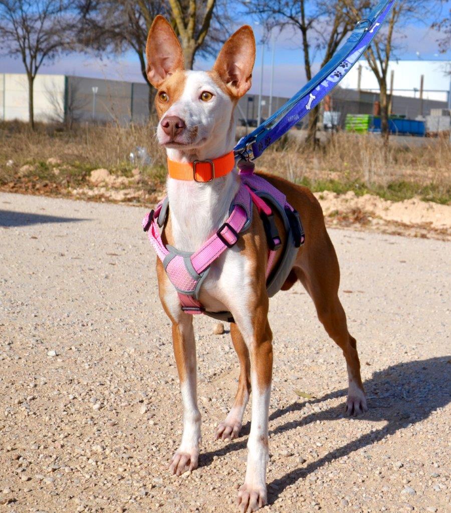 Photo de MIMI, un lévrier en attente d adoption