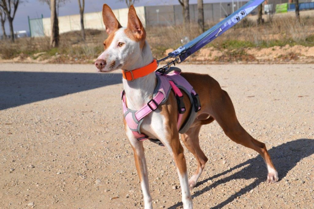 Photo de MIMI, un lévrier en attente d adoption