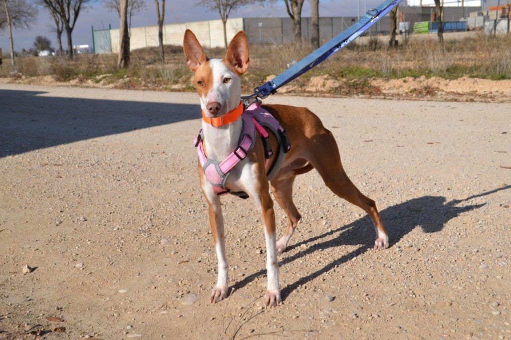 Photo de MIMI, un lévrier en attente d adoption