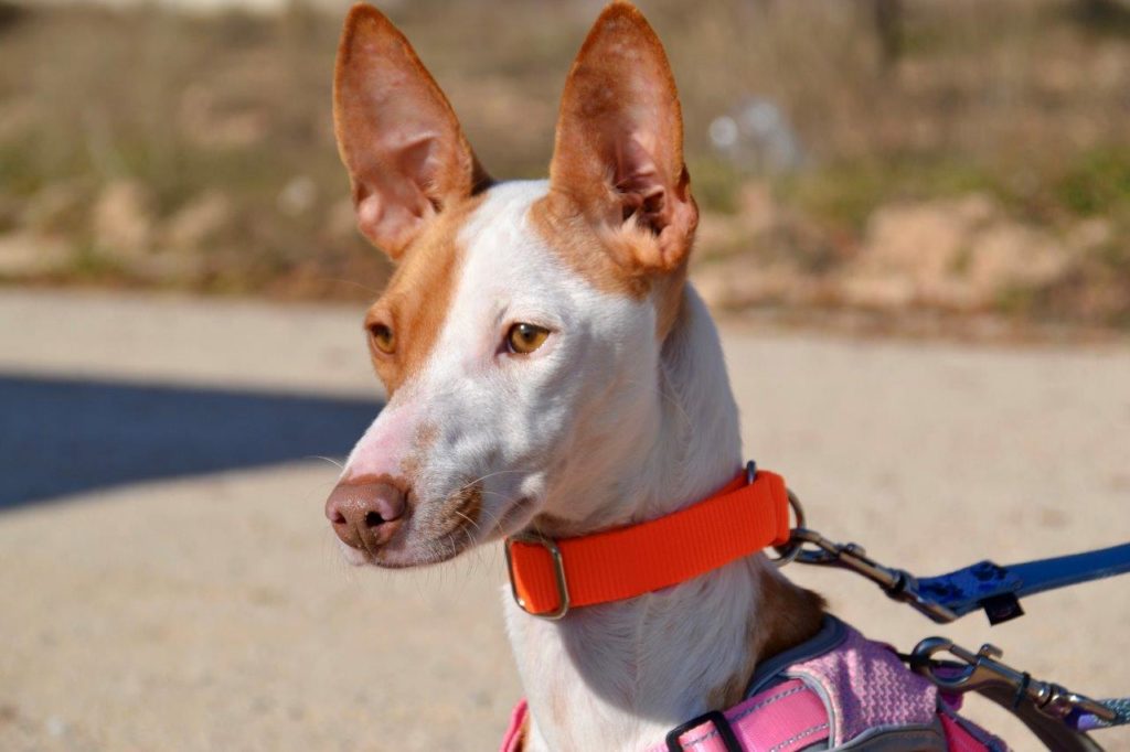 Photo de MIMI, un lévrier en attente d adoption