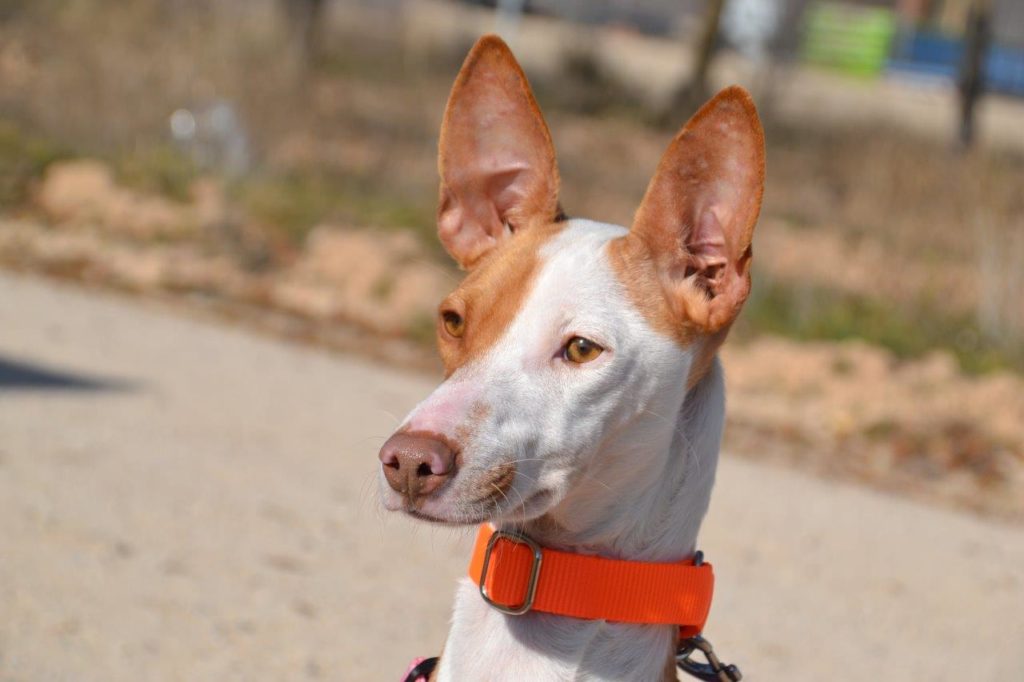 Photo de MIMI, un lévrier en attente d adoption