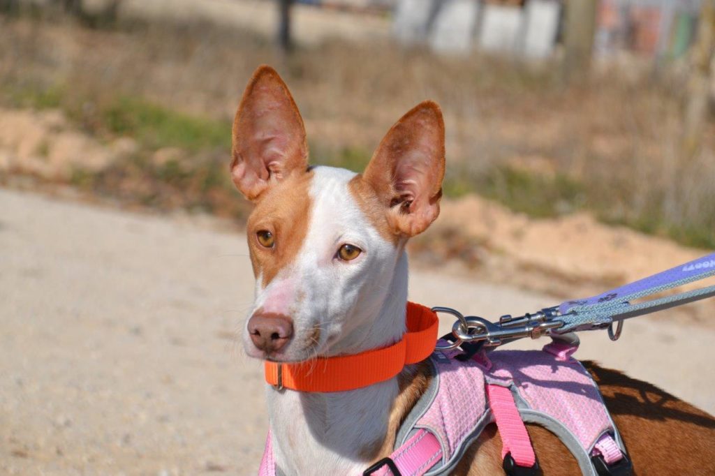 Photo de MIMI, un lévrier en attente d adoption