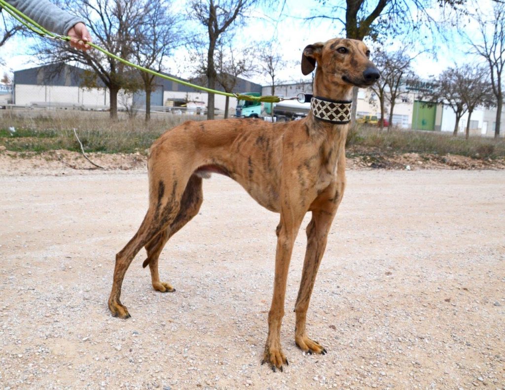 Photo de ROSCON, un lévrier en attente d adoption