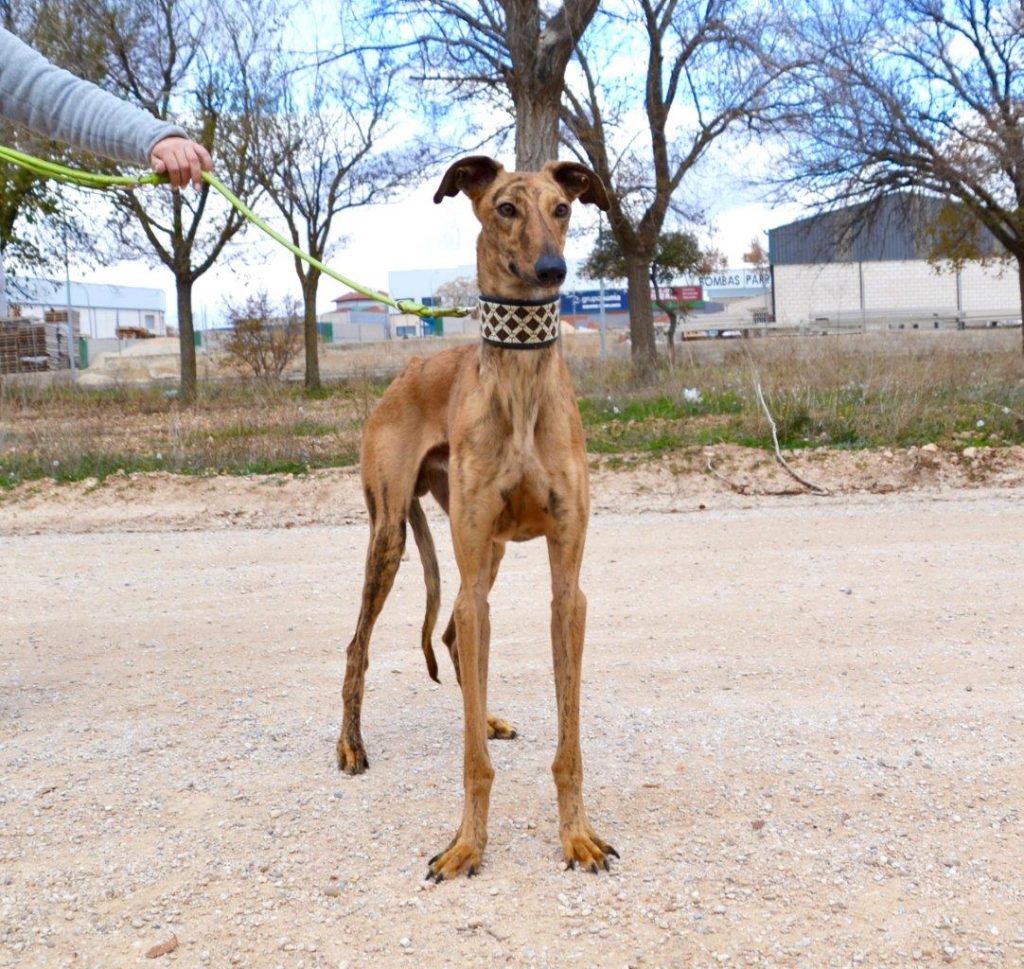 Photo de ROSCON, un lévrier en attente d adoption