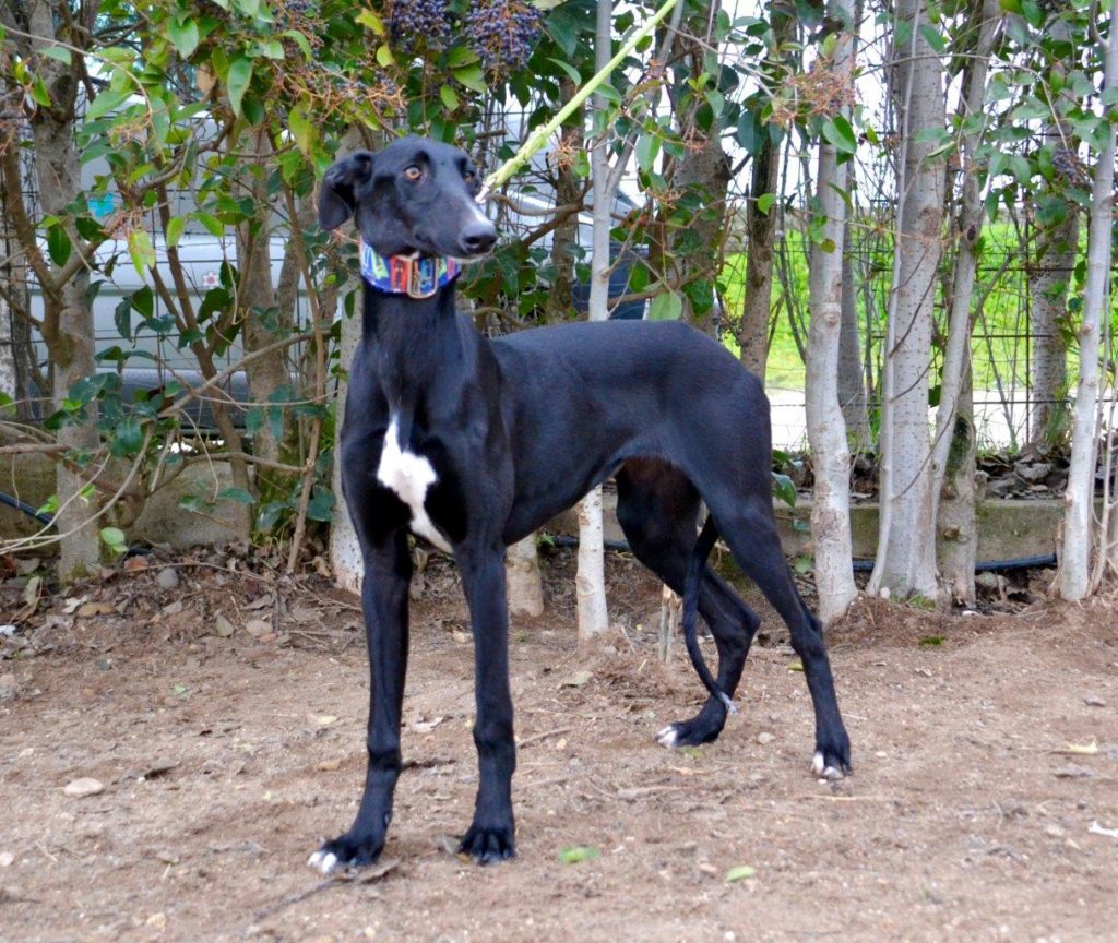 Photo de TANIA, un lévrier en attente d adoption