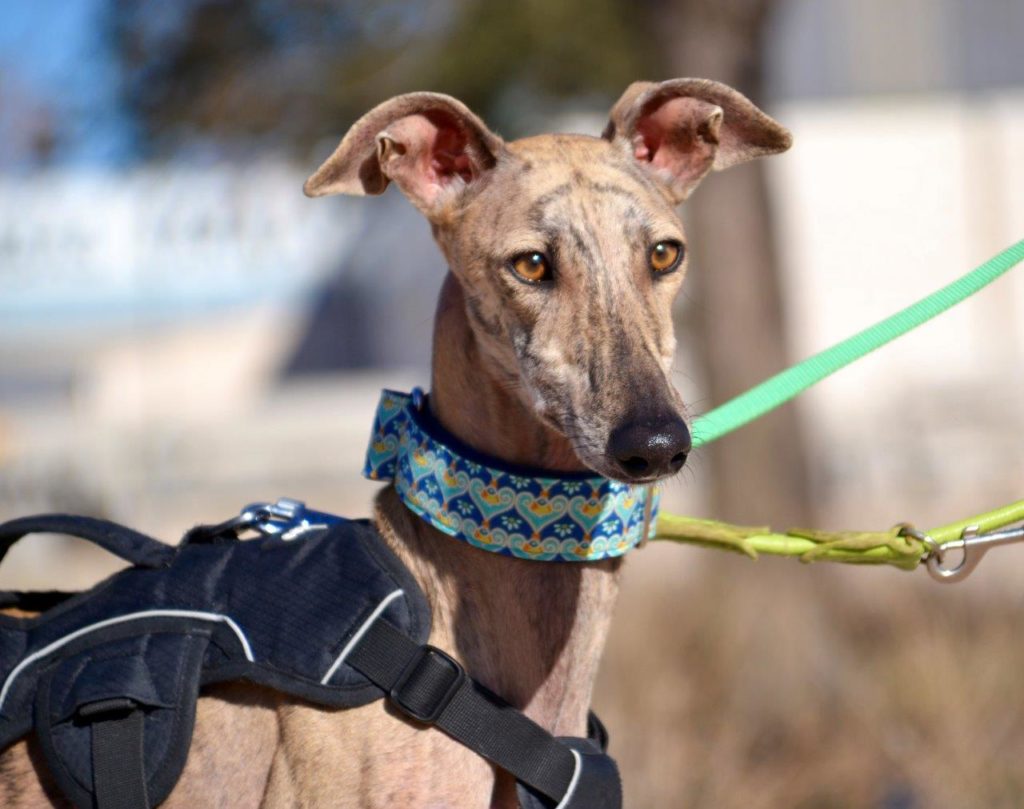 Photo de TELMA, un lévrier en attente d adoption