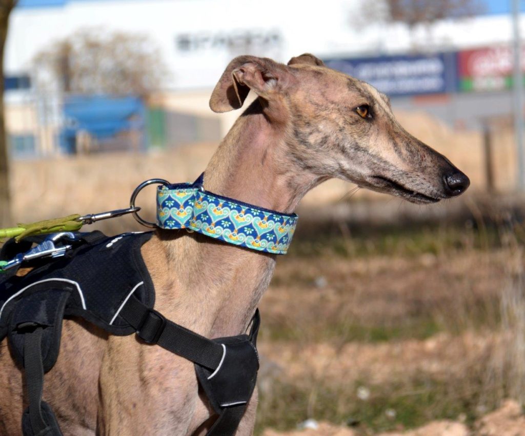 Photo de TELMA, un lévrier en attente d adoption