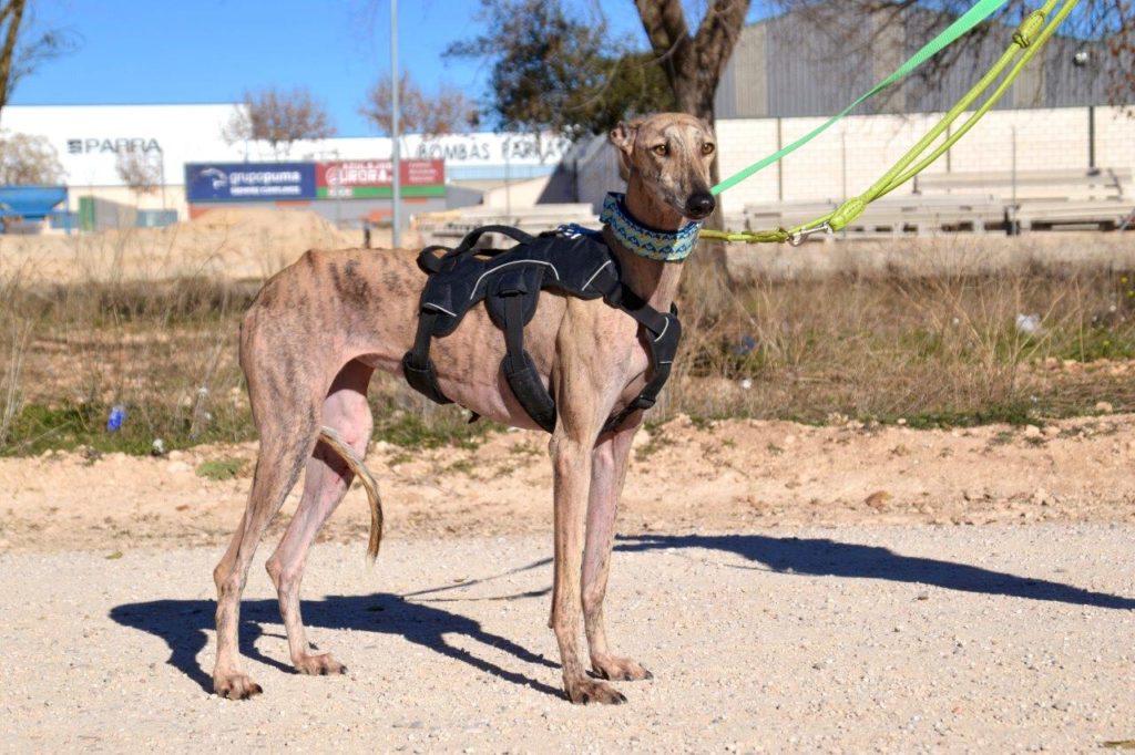 Photo de TELMA, un lévrier en attente d adoption