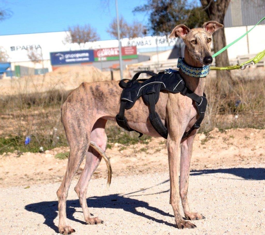 Photo de TELMA, un lévrier en attente d adoption