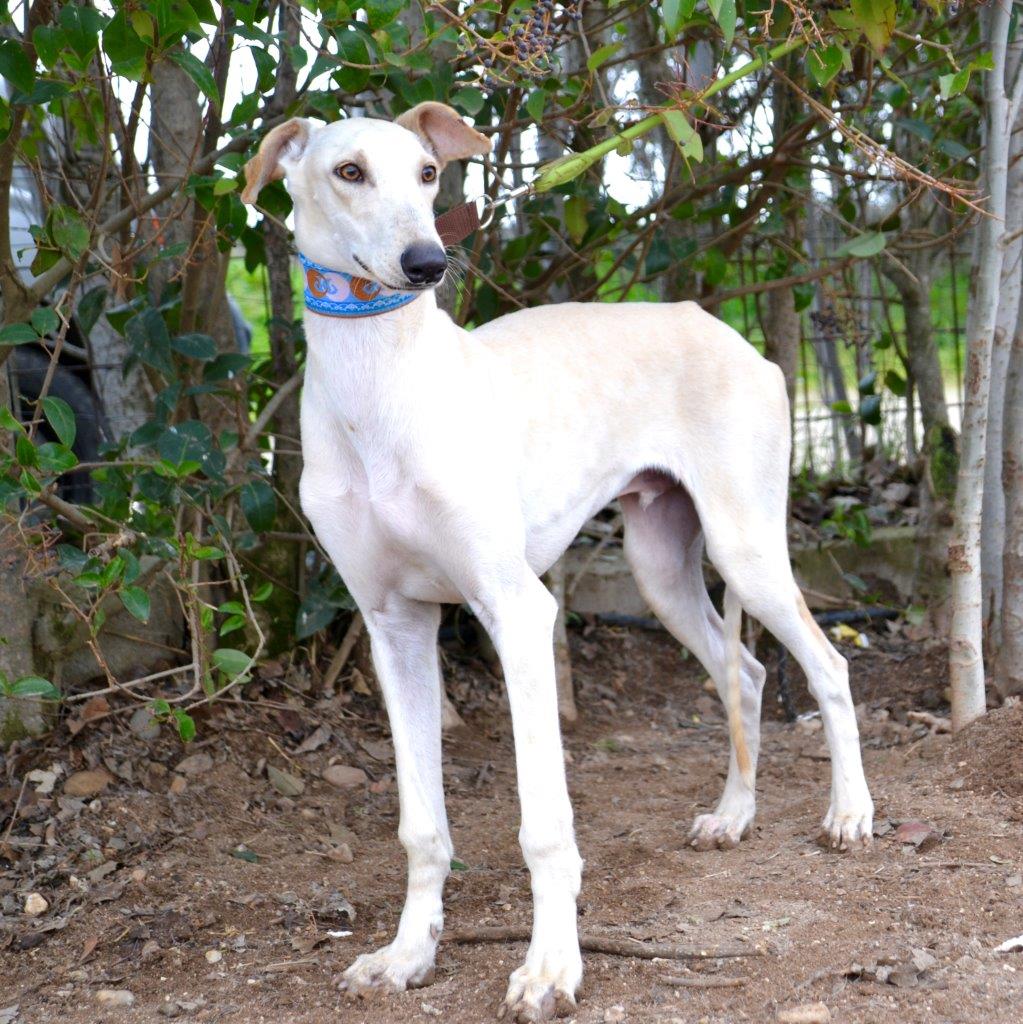 Photo de TINTIN, un lévrier en attente d adoption