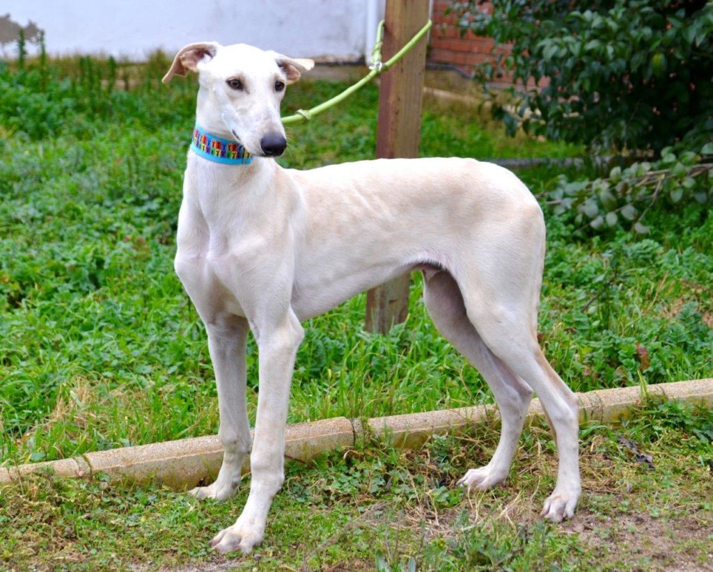 Photo de TINTIN, un lévrier en attente d adoption