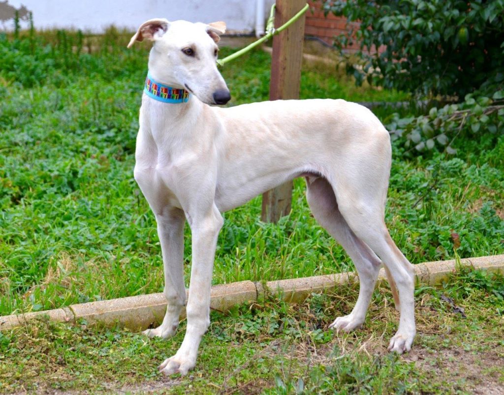 Photo de TINTIN, un lévrier en attente d adoption