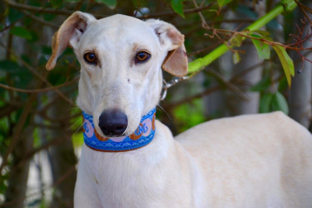 Photo de TINTIN, un lévrier en attente d adoption