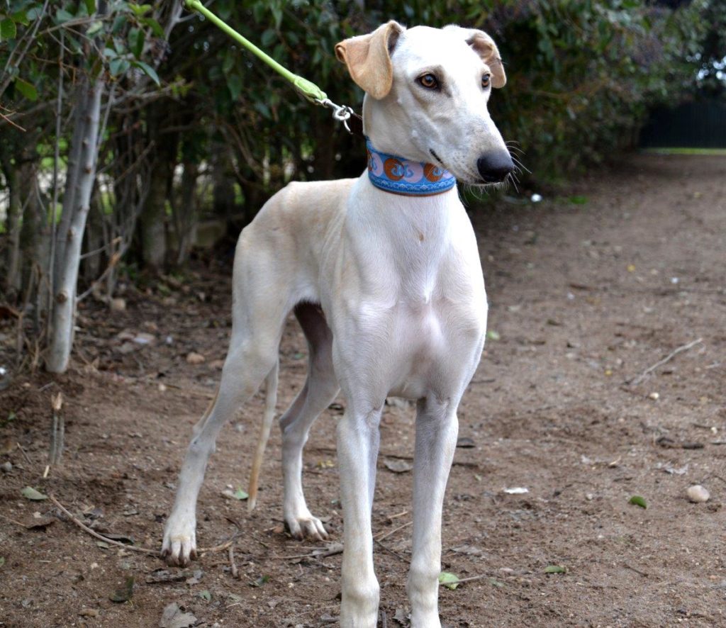 Photo de TINTIN, un lévrier en attente d adoption