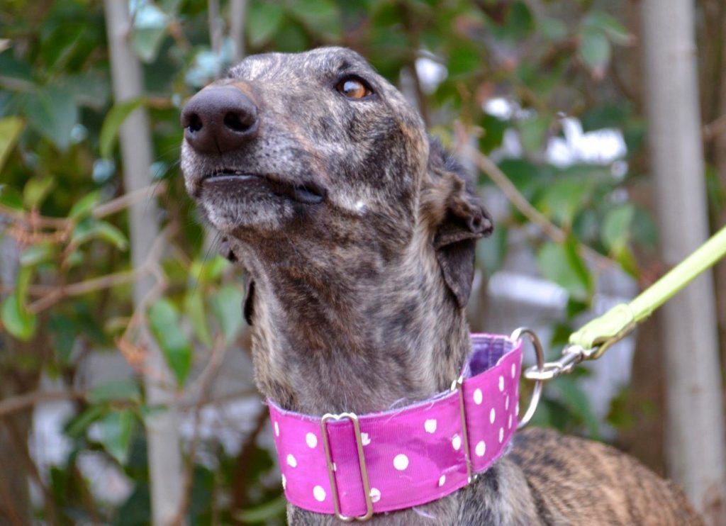 Photo de ZEUS, un lévrier en attente d adoption