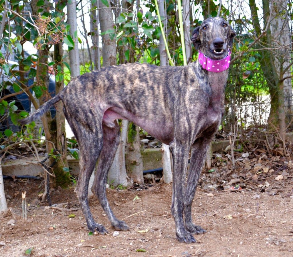 Photo de ZEUS, un lévrier en attente d adoption