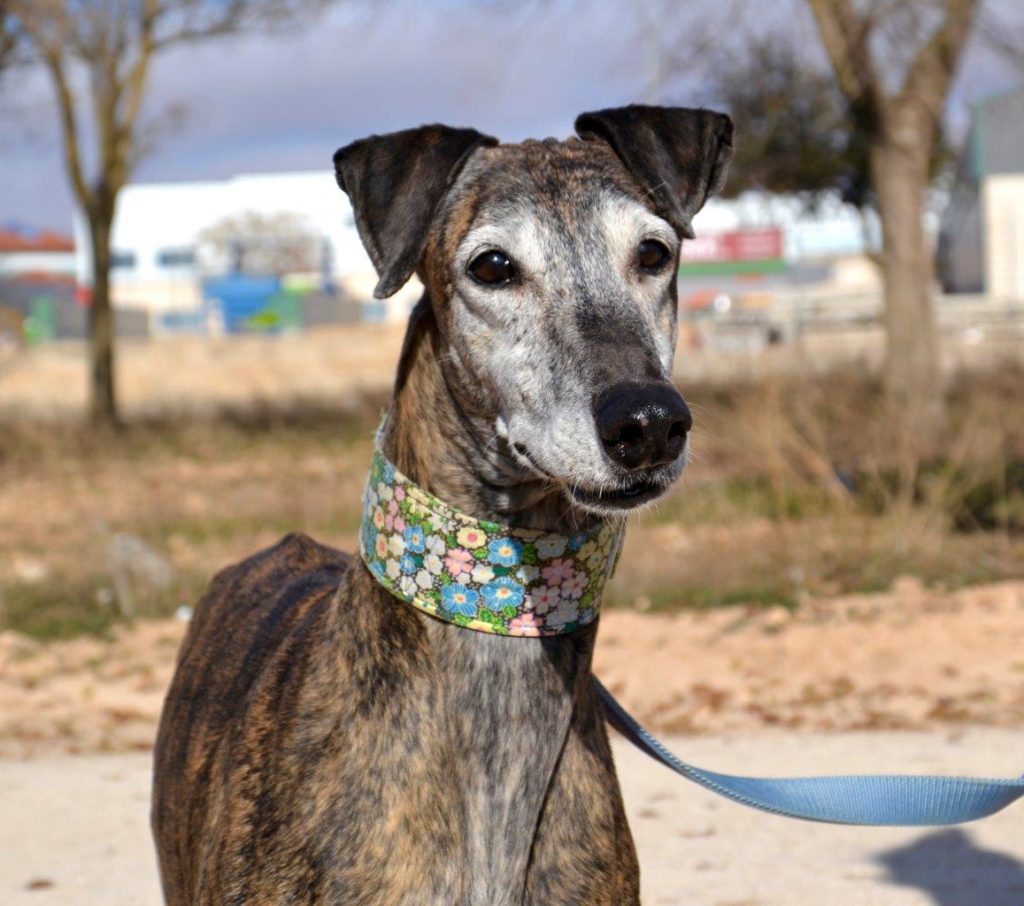 Photo de ALMENDRA, un lévrier en attente d adoption