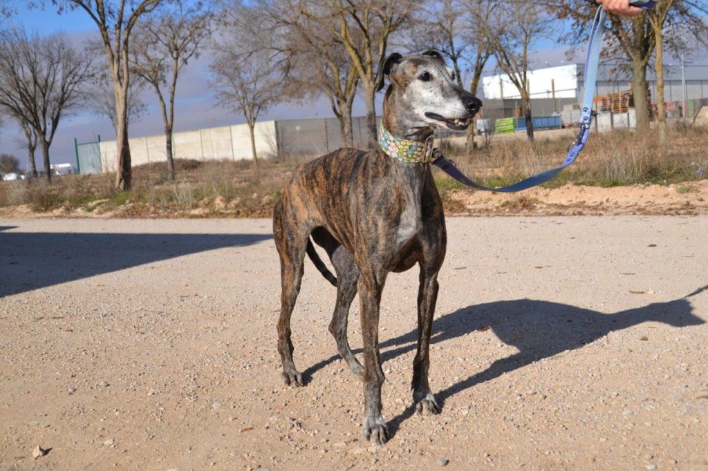 Photo de ALMENDRA, un lévrier en attente d adoption