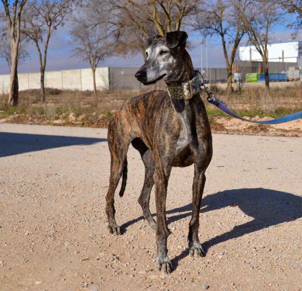 Photo de ALMENDRA, un lévrier en attente d adoption