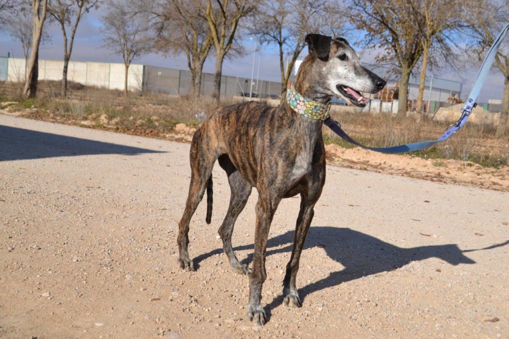 Photo de ALMENDRA, un lévrier en attente d adoption