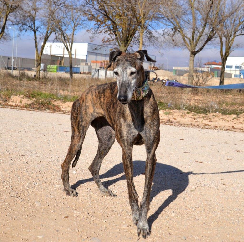 Photo de ALMENDRA, un lévrier en attente d adoption