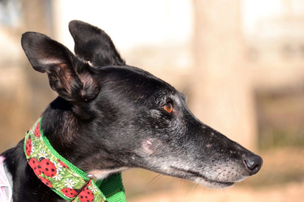 Photo de BOLITA, un lévrier en attente d adoption