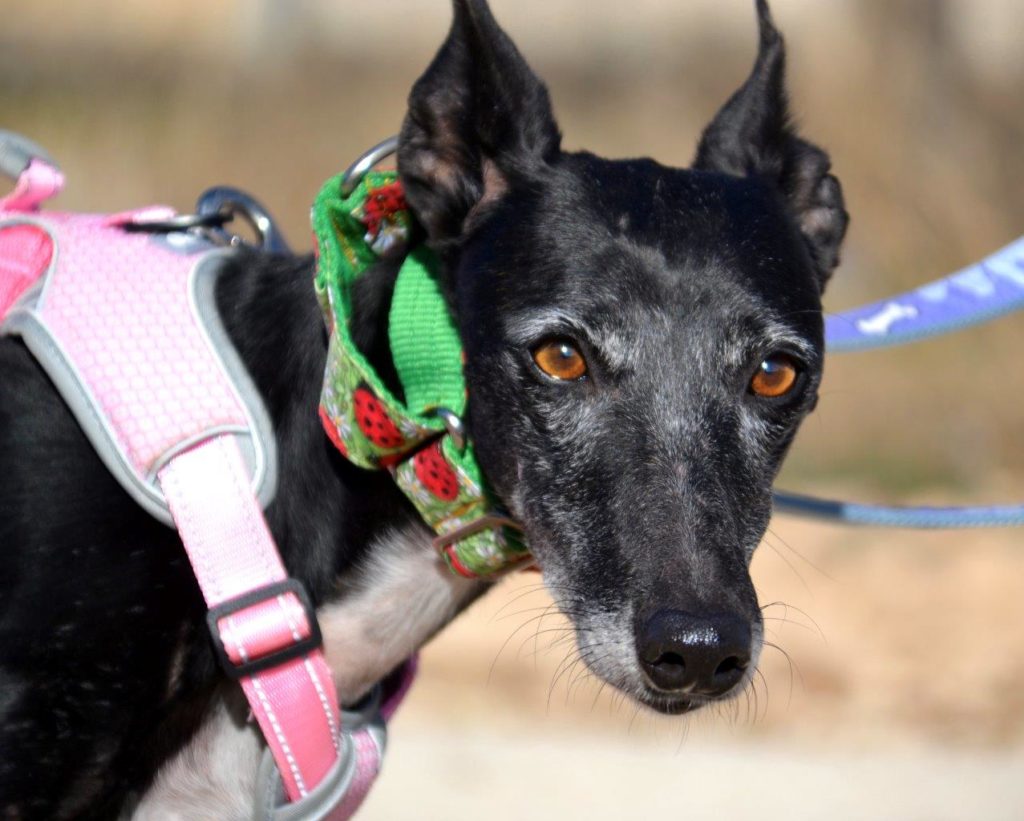 Photo de BOLITA, un lévrier en attente d adoption