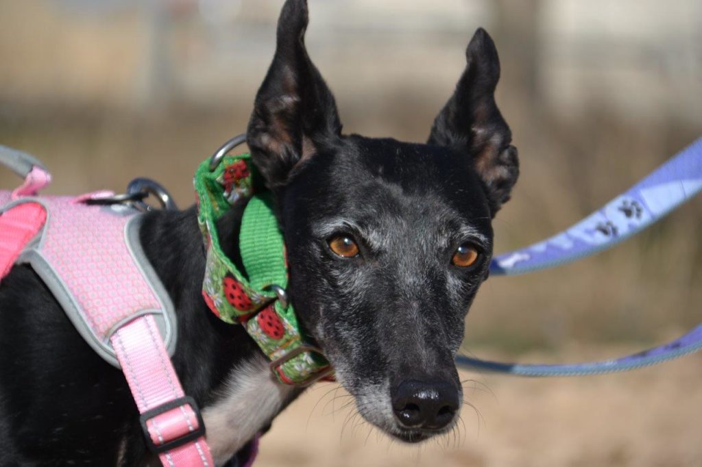 Photo de BOLITA, un lévrier en attente d adoption