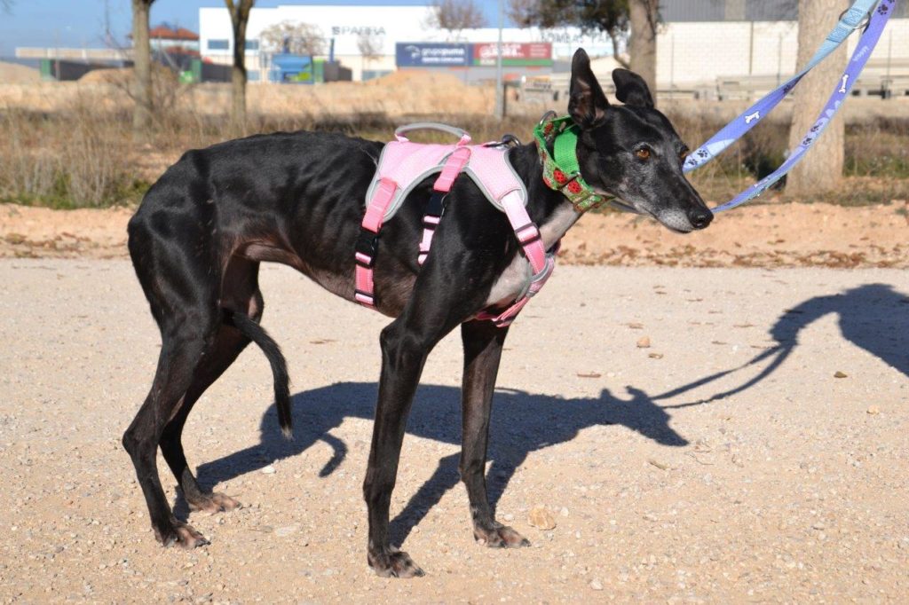 Photo de BOLITA, un lévrier en attente d adoption