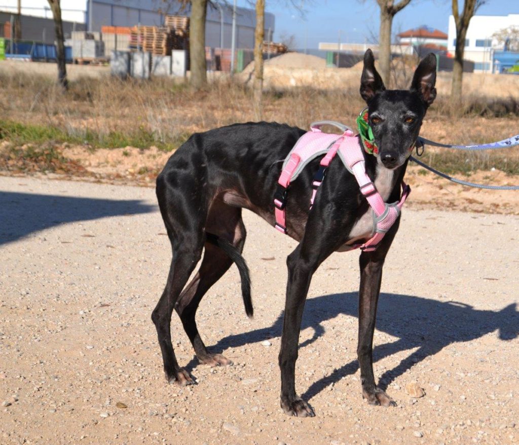 Photo de BOLITA, un lévrier en attente d adoption