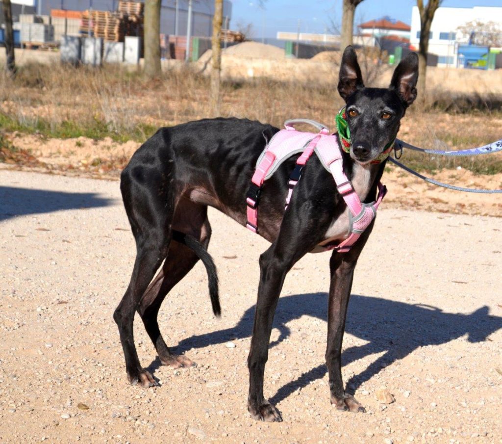 Photo de BOLITA, un lévrier en attente d adoption