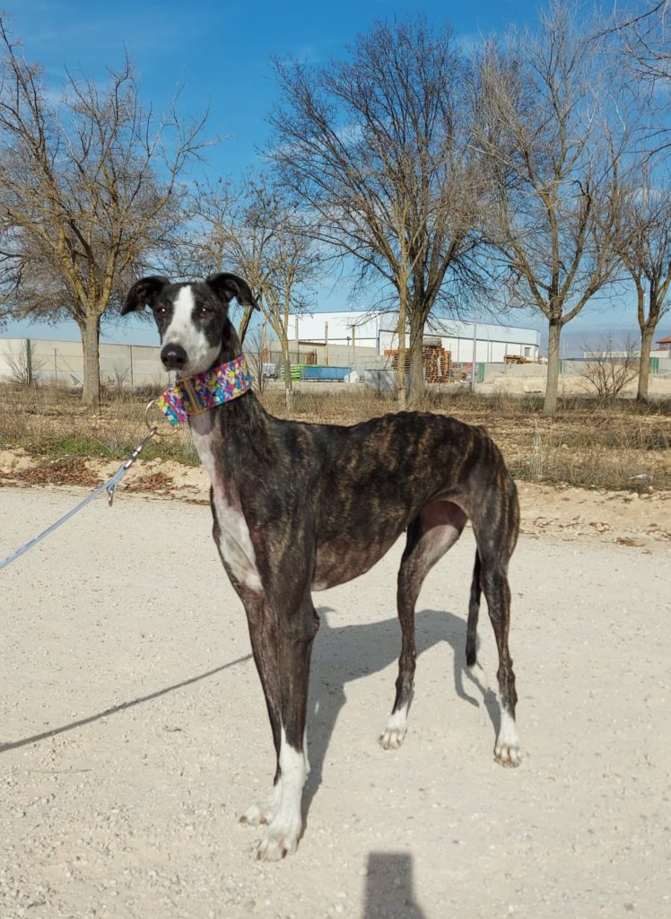 Photo de BRUMA, un lévrier en attente d adoption